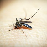 Una app podrá identificar el tipo de mosquitos que te rodean