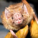 Varias de las últimas pandemias humanas han venido de los murciélagos y no tenemos ni idea de por qué