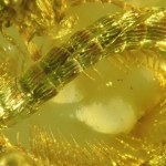 Encuentran un milpiés perfectamente conservado en ámbar que vivió hace 99 millones de años junto a los dinosaurios