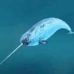El narval, extraño unicornio marino