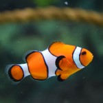 Cada vez hay más calentamiento global y menos peces payaso