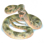 Descifran el color de una serpiente que vivió hace diez millones de años