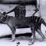 Los análisis de ADN revelan por fin cuál fue la causa de la misteriosa extinción de los tigres de Tasmania