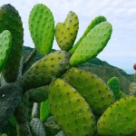 El nopal podría ayudar al tratamiento de la diabetes y a reducir el colesterol