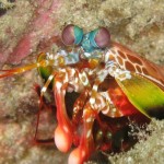 Los coches autónomos llevarán los ojos de este animal