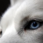 Huskies llaman la atención, por sus penetrantes ojos azules