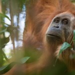 Descubierta una nueva especie de orangután
