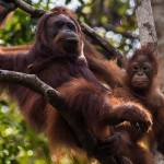 Las orangutanas hablan del pasado a sus crías