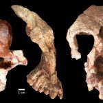 Este fósil de simio apoya una desafiante teoría sobre el origen de los humanos