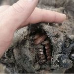 Descubren en Siberia el primer cuerpo de un oso extinto hace 15.000 años, completamente conservado
