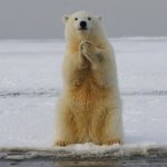 Casi todos los osos polares podrían desaparecer antes de 2100