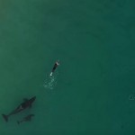Máxima tensión cuando tres orcas rodean a una nadadora