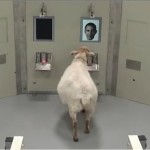 Las ovejas reconocen las caras humanas