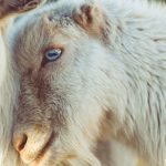 Ovejas o cabras, ¿quiénes son más inteligentes?