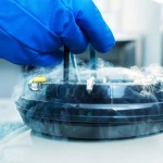 Se crean óvulos humanos en un laboratorio