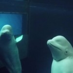 Las belugas liberadas de un parque chino que aprenden a vivir en libertad