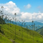 VALLE DE COCORA: HOGAR DE LAS PALMERAS MÁS ALTAS
