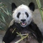 China “está dispuesta” a regresar los pandas a los zoológicos estadounidenses