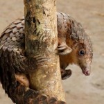 Datos curiosos del Pangolín, el animal ‘menos conocido’