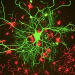 Científicos reviven por primera vez el cerebro de un animal muerto