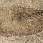 Parásito jurásico: esta gran criatura de hace 165 millones de años pudo haber vivido dentro de los dinosaurios