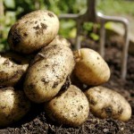 Cultivan patatas en condiciones similares a Marte