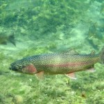 Encuentran antidepresivos en el cerebro de los peces de los Grandes Lagos