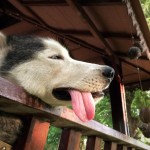 ¿Por qué el calor da sueño y nos pone de mal humor? Una de sus consecuencias te sorprenderá