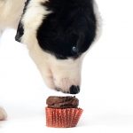 ¿Por qué el chocolate es tan malo para los perros?
