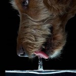 El secreto del lengüetazo de los perros