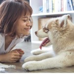 Estas son las temperaturas que tienen los perros