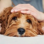 Perros terapéuticos: ¿estás a favor o en contra?