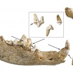 Perros cazadores acompañaron a los humanos en la Prehistoria.