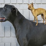 ¿Por qué los perros pequeños viven más que los perros grandes?