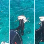 Un tiburón muerde el motor de una lancha y ‘sonríe’ al pescador
