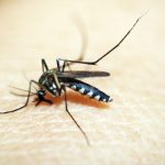 El esperma de mosquito, la clave para acabar con su amenaza
