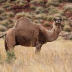 Francotiradores sacrificarán hasta 10.000 camellos en Australia