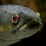 PEZ CABEZA DE SERPIENTE ALERTA A LOS ESTADOS UNIDOS