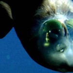 Pez duende: Todo lo que debes saber de esta especie.