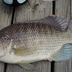 Cómo pescar Tilapia