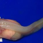 Científicos captan a una especie de pez a una profundidad jamás vista en el océano
