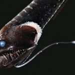 Científicos descifran el secreto del camuflaje de los peces “ultranegros” de las profundidades marinas