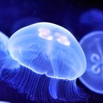 ¿Qué hacer si te pica una medusa?