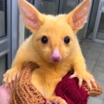 Hallan un ‘Pikachu de la vida real’ con un asombroso parecido al personaje de Pokémon