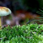 Casi un 40 % de la plantas del planeta están en riesgo de extinción