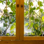 Crean planta capaz de limpiar el aire del hogar