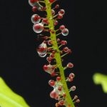 ¿Por qué esta planta se vuelve carnívora de vez en cuándo?