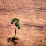 El estudio que muestra que las plantas se están extinguiendo dos veces más rápido que el resto de las especies