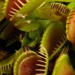 De inmóviles, nada: estas son las plantas más veloces