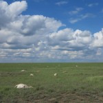 Descubren cómo una simple bacteria pudo acabar con el 60% de los antílopes saiga del planeta en solo tres semanas